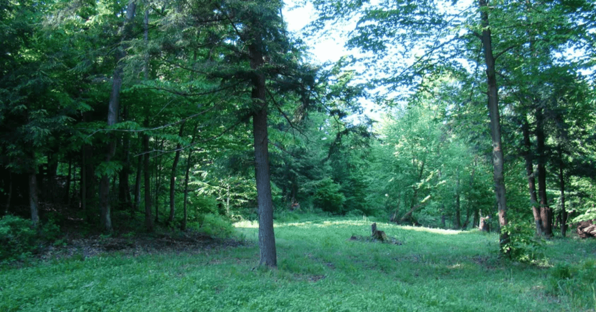 Featured Image for 10 Keys to the Poor Man’s Food Plot